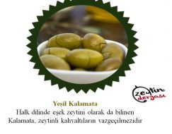 Muğla Milas Yeşil Kalamata Meşhur Zeytin