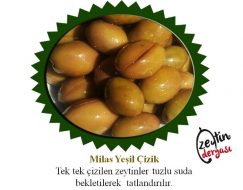 Milas Yeşil Çizik Zeytin