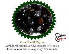 Gemlik Zeytin