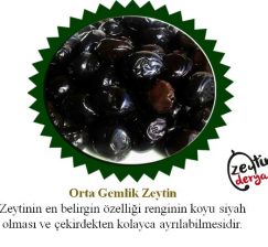 Gemlik Zeytin