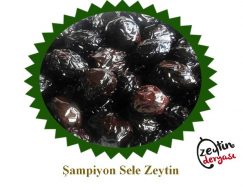 Muğla Milas Şampiyon Sele Zeytin