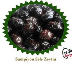 Muğla Milas Şampiyon Sele Zeytin